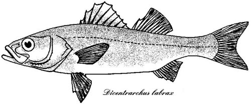 branzino.jpg (31807 byte)